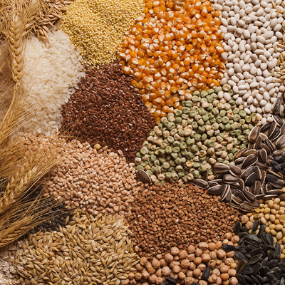 Agriculture Seeds Exporters, Wholesaler & Manufacturer | eximnext.com