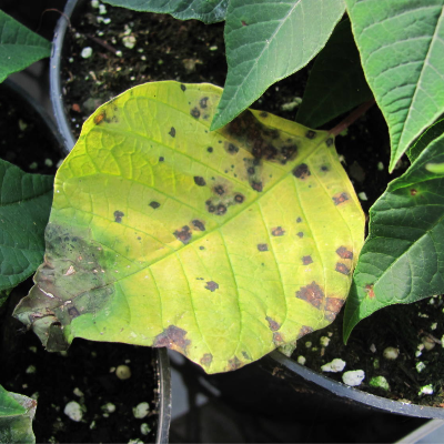 Bactericides Exporters, Wholesaler & Manufacturer | eximnext.com