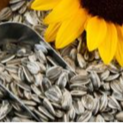 Flower Seeds Exporters, Wholesaler & Manufacturer | eximnext.com
