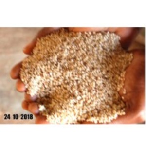 resources of Sesame Seeds exporters