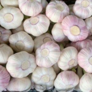 resources of Fresh Garlic exporters