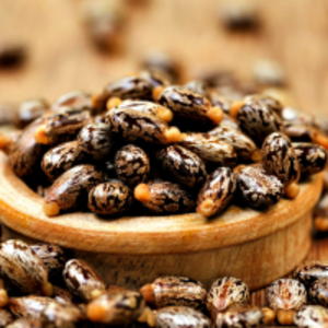 resources of Castor Seeds exporters