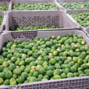 resources of Fresh Lemon exporters