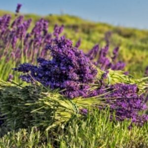 resources of Lavandin Essential Oil exporters