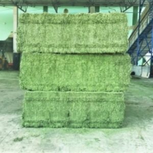 resources of Alfalfa Hay exporters