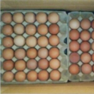 resources of Chicken Egg exporters