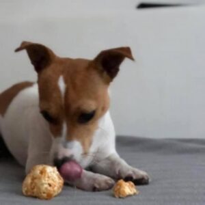 resources of Dog Chew Puff exporters