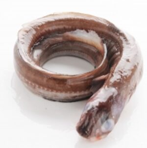 resources of Frozen Conger Eel Fish exporters