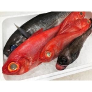 resources of Toyosu Air Seafood Market Fine Cuisine Fishbox exporters