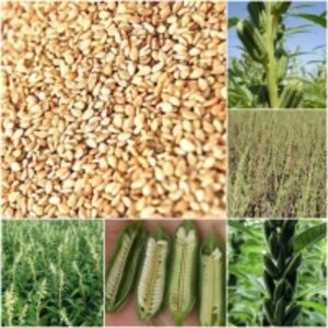 resources of Sesame exporters