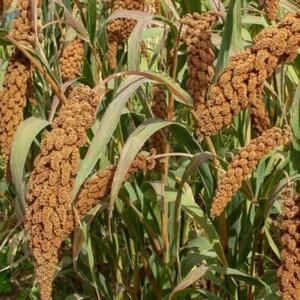 resources of Foxtail Millet exporters