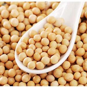 resources of Soybean Seeds exporters