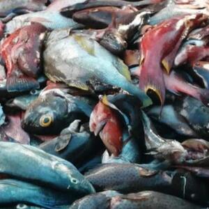 resources of Coral Trout Fish, Red Snappers exporters