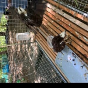 resources of Live Birds exporters