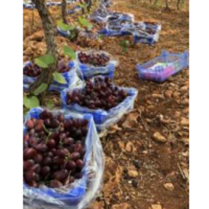 resources of Scarlet Royal Seedless exporters