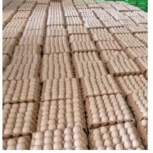 resources of Eggs exporters