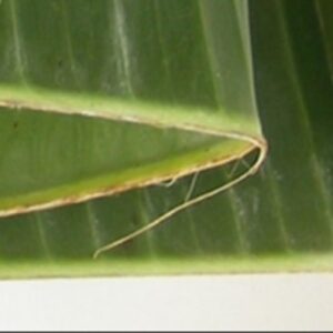 resources of Banana Leaf exporters