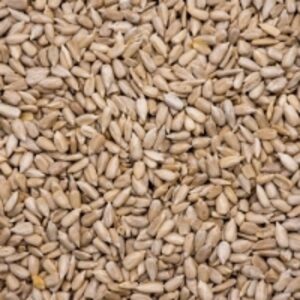 resources of Sunflower Kernel exporters