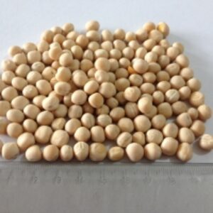 resources of Yellow Peas exporters