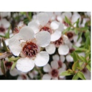 resources of Manuka White Honey exporters