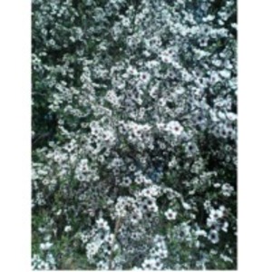 resources of Manuka White Honey exporters