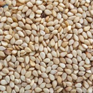 resources of Sesame Seeds exporters