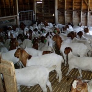 resources of Boer Goat exporters