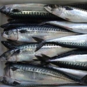 resources of Pacific Mackerel Ice Fish exporters