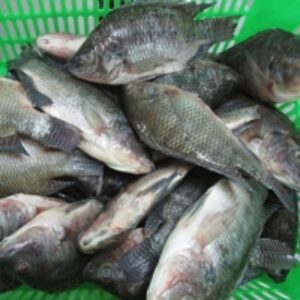 resources of Bulk Frozen Black Tilapia exporters