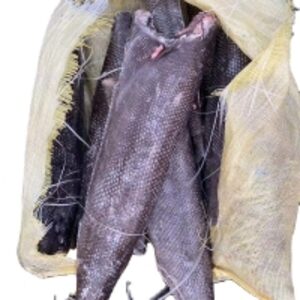 resources of Frozen Hgt Oil Fish exporters