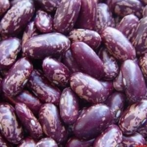 resources of Purple Kidney Bean exporters