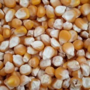 resources of Yellow Corn exporters