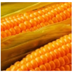 resources of Yellow Corn exporters