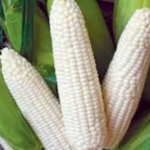 resources of White Corn exporters