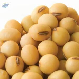 resources of Non Gmo Organic Soybeans exporters
