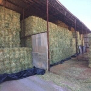 resources of Quality Alfalfa Hay In Cubes exporters