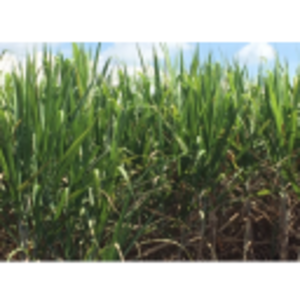 resources of Sugar Cane exporters