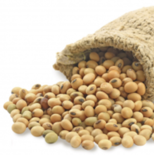 resources of Soybean (Non-Gmo) exporters