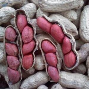 resources of Peanuts exporters