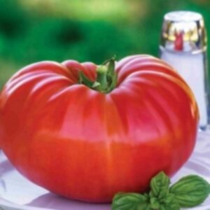 resources of Tomato exporters