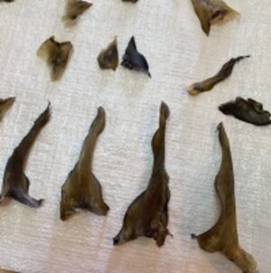 resources of Elephant Shark Fins exporters