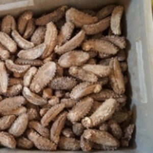 resources of Galapagos Sea Cucumber exporters