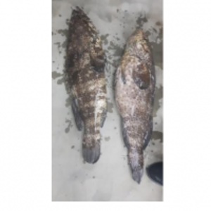 resources of Frozen Fish exporters