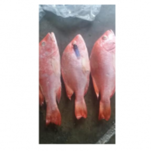 resources of Frozen Fish exporters