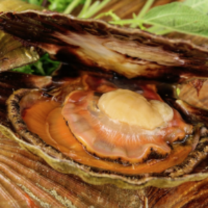 resources of Scallops (Saltwater Clams) "msc" exporters