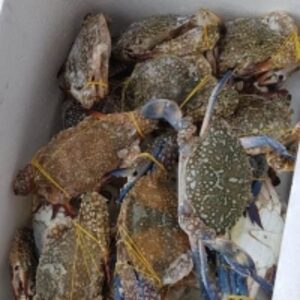 resources of Crab exporters