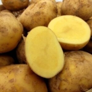 resources of Nagasaki Kogane (Potato) exporters