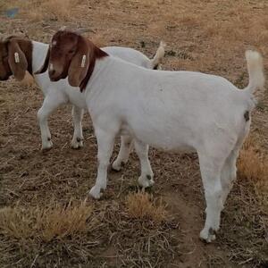 resources of Live Boer Goat exporters