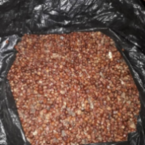 resources of Grains Of Paradise exporters