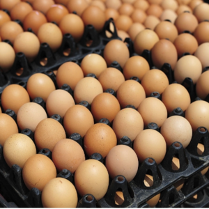 Chicken Eggs Exporters, Wholesaler & Manufacturer | eximnext.com